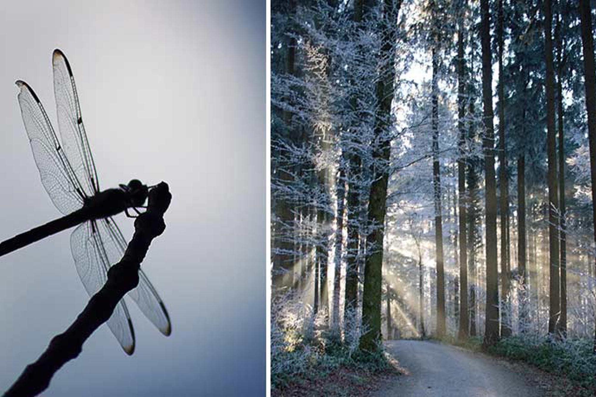 Till vänster: En trollslända som sitter på toppen av en pinne. Till höger: En snötäckt skog med solstrålar som kikar fram genom träden.