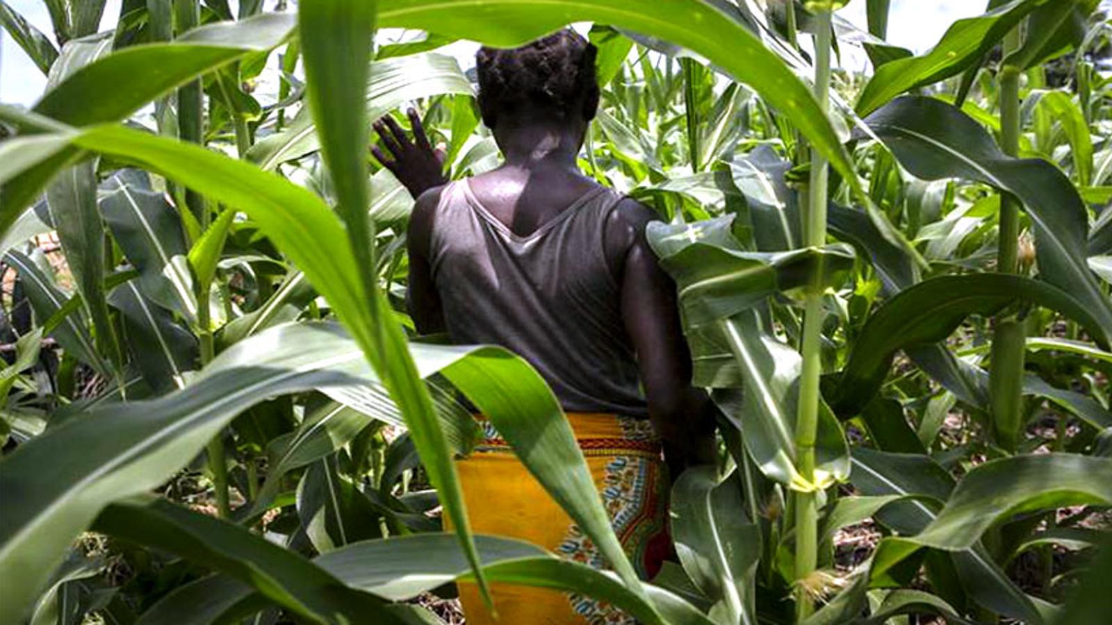 Ryggtavlan på en kvinna som går igenom ett majfält i Malawi.