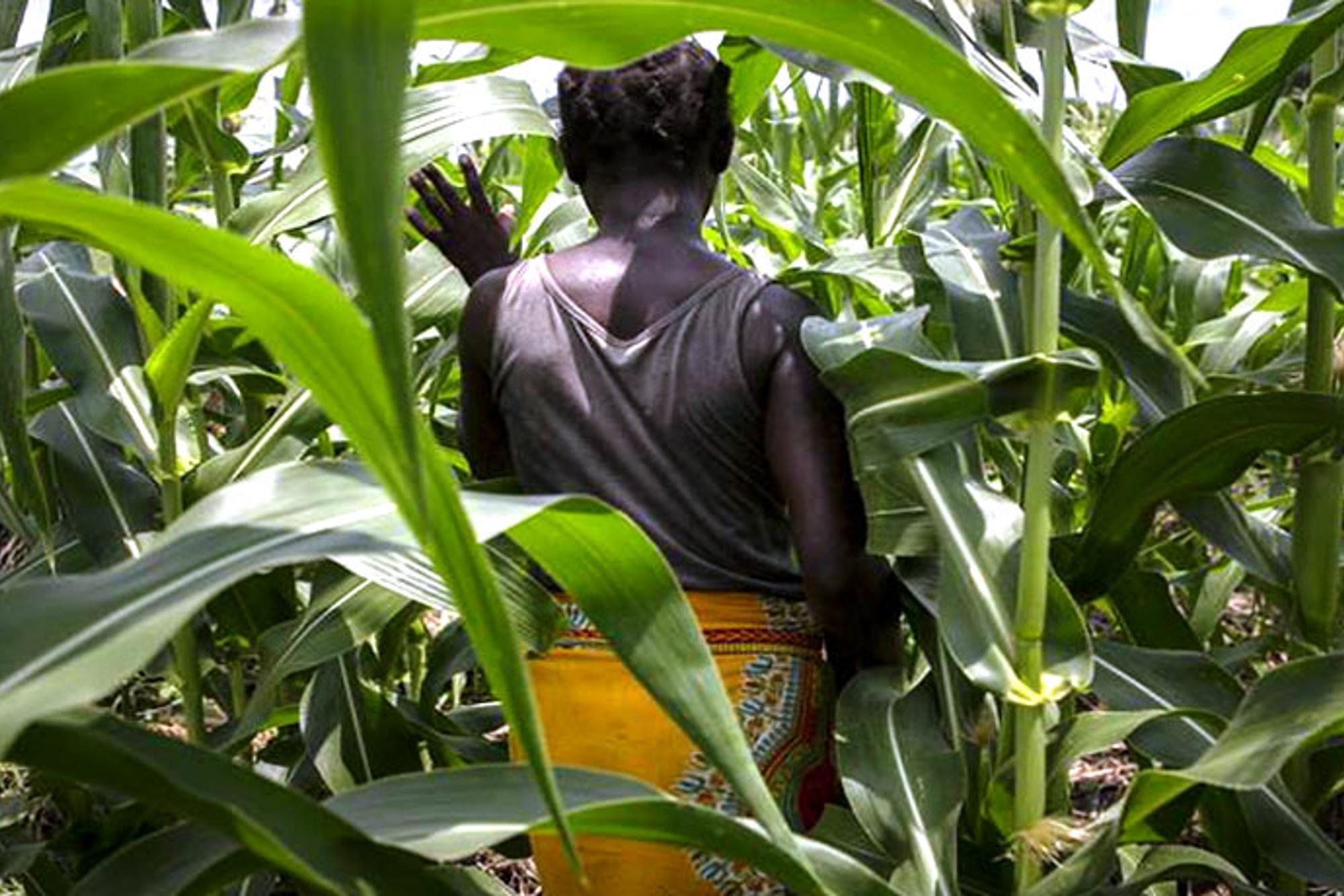 Ryggtavlan på en kvinna som går igenom ett majfält i Malawi.