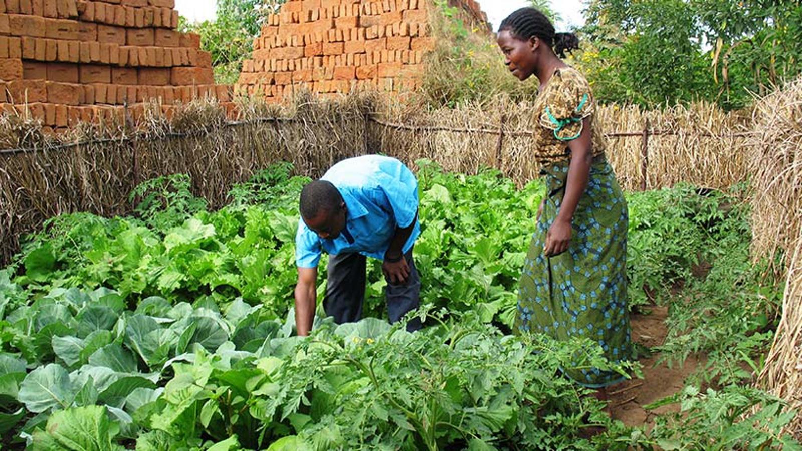 En kvinna och en man från Malawi visar hur kål har vuxit på familjens lilla odlingslott.  