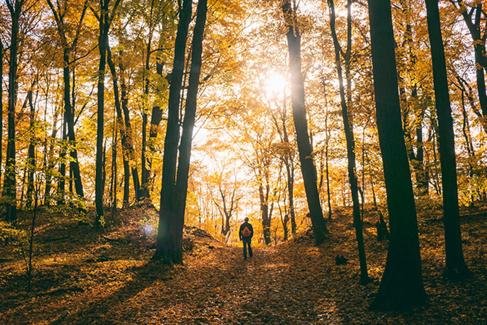 Ryggtavlan på en person som står i en skog full av träd. Det ligger löv på marken och solstrålar kikar igenom träden.