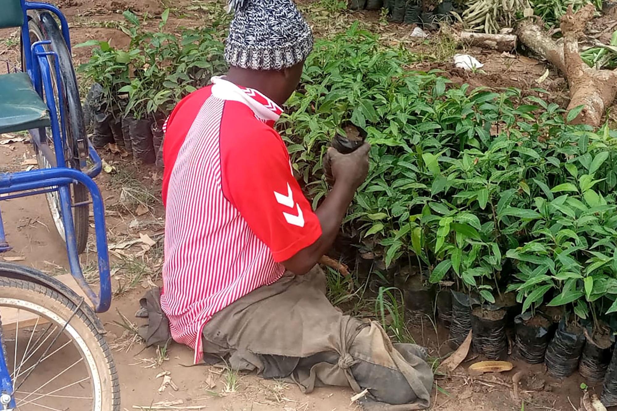 Richard Munyao, Kenya, sitter på marken och arbetar med sina trädplantor. Bredvid honom står hans rullstol.