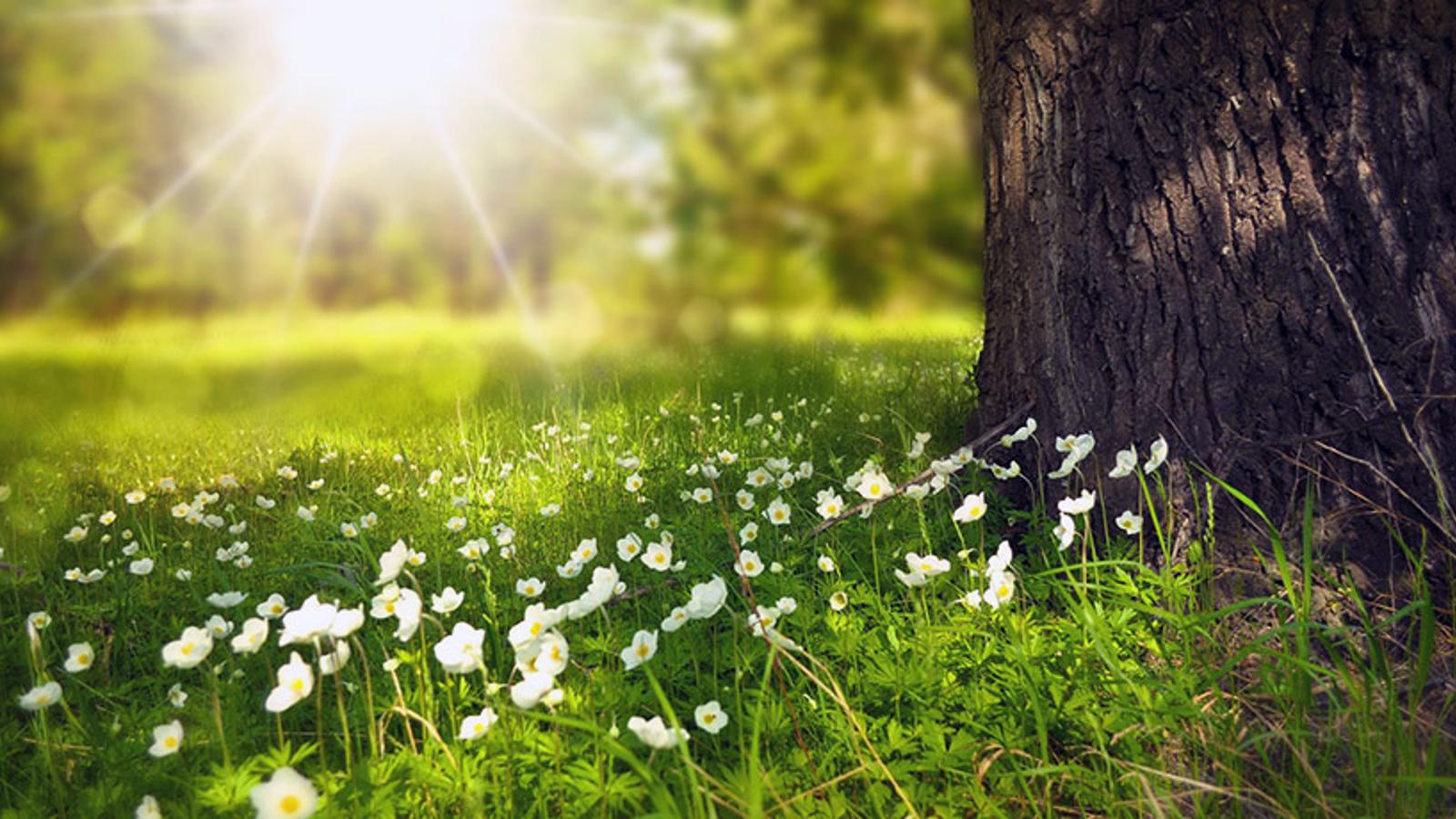 Vita blommor som växer på marken vid ett träd. I bakgrunden syns solstrålar.