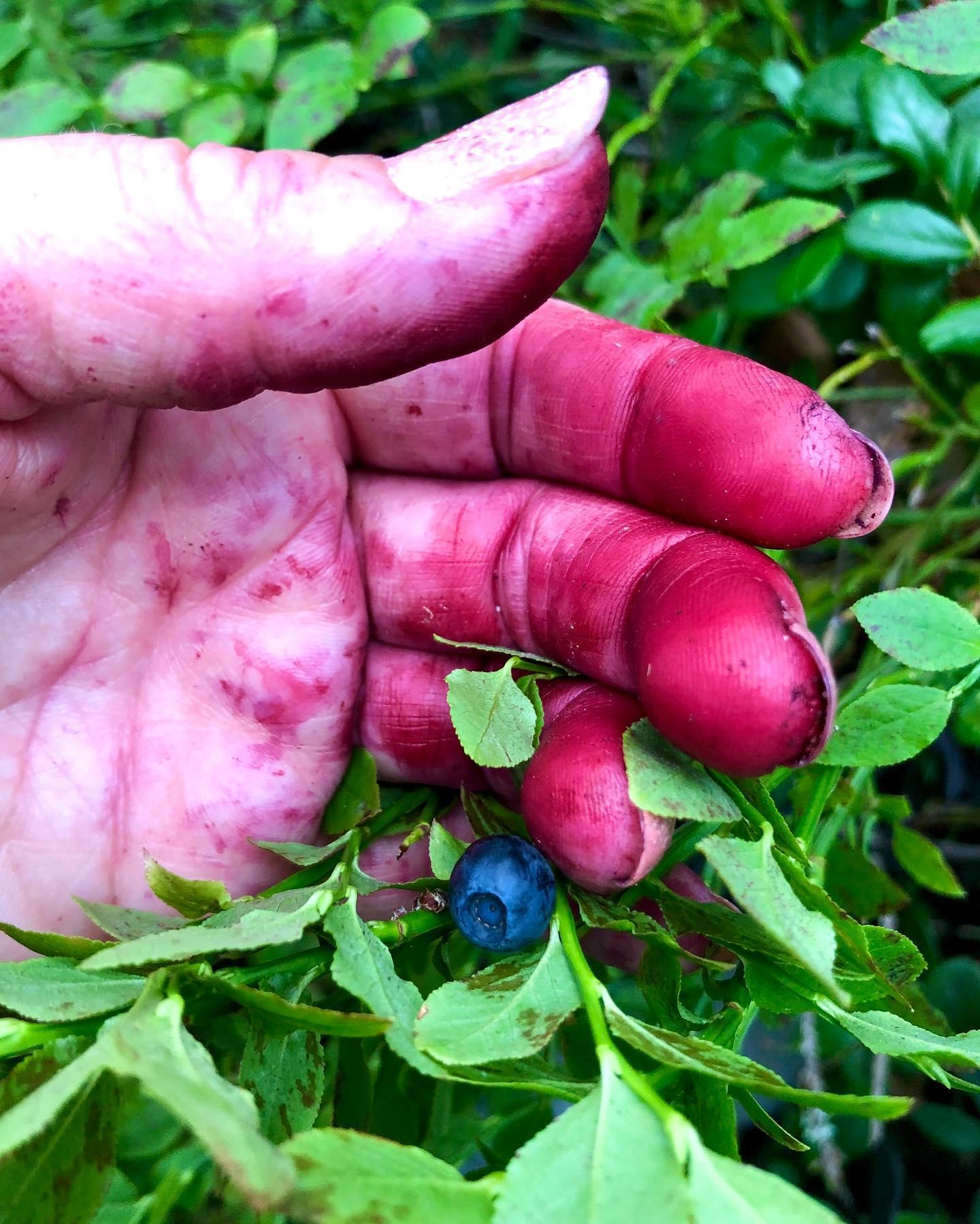En blåbärsfläckad hand som plockar blåbär.