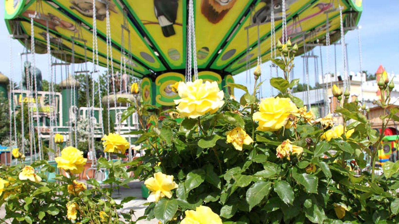 En stor buske med gula blommor. I bakgrunden syns ett tivoli.